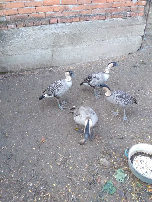 Vand gaste hawaiene (Branta sandvicensis)