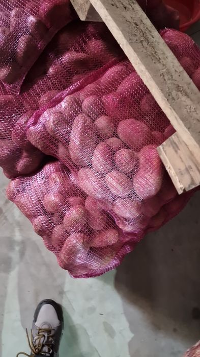 Cartof import Danemarca Polonia Germania