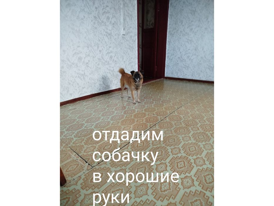 Продается дом в Булаево