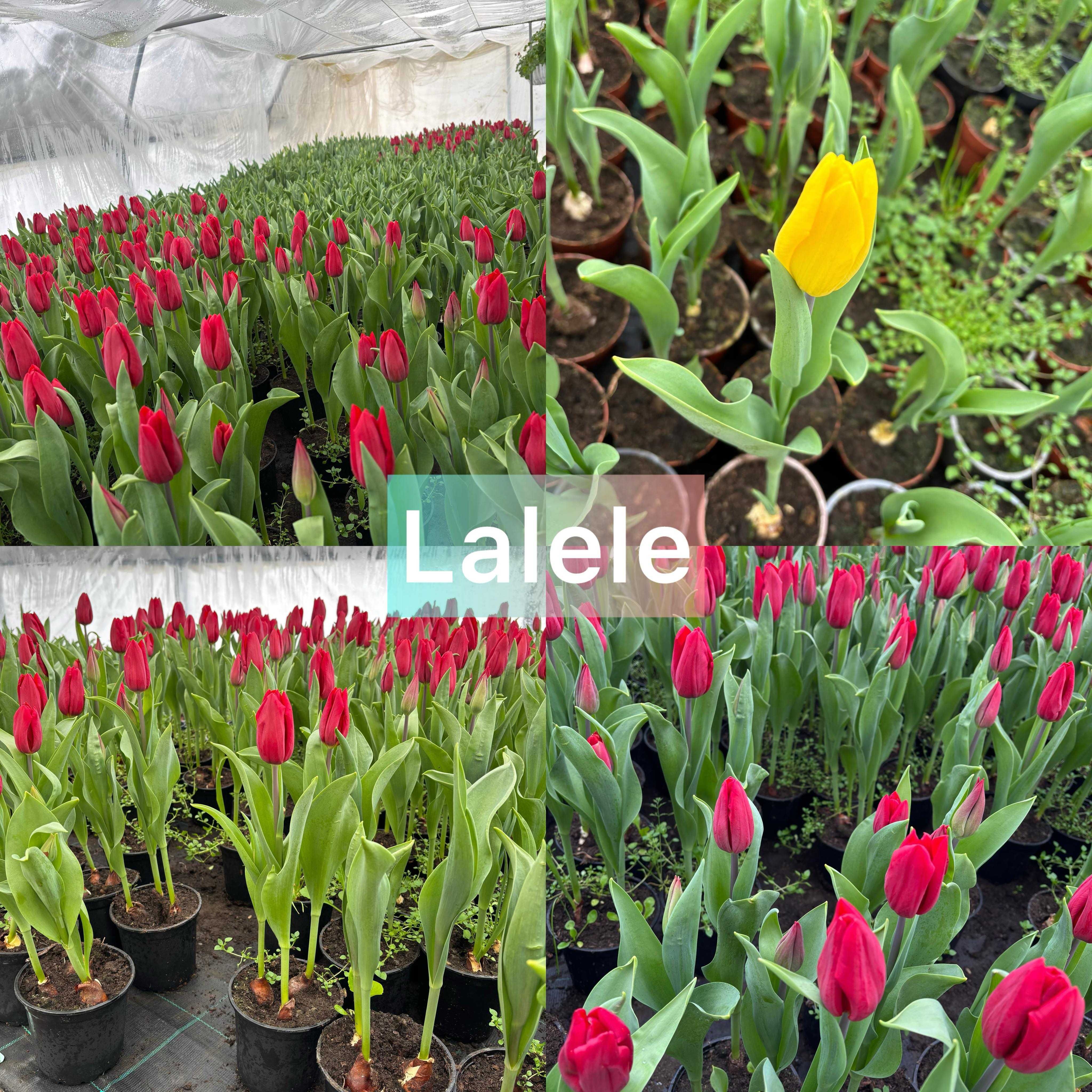Zambile, Lalele, Cyclamen, Primule, Garofite, Bujori de munte, Muscate