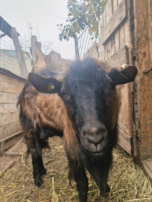 Vand Țap Alpin al doilea an, apt pentru monta