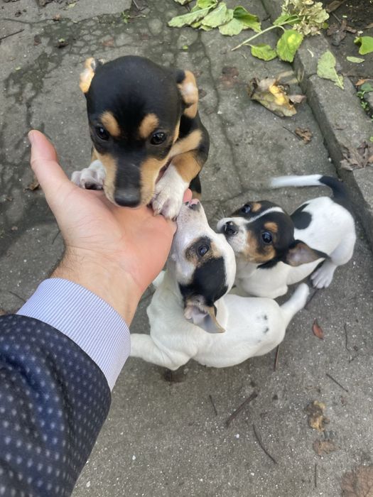 Джак Ръсел подарявам