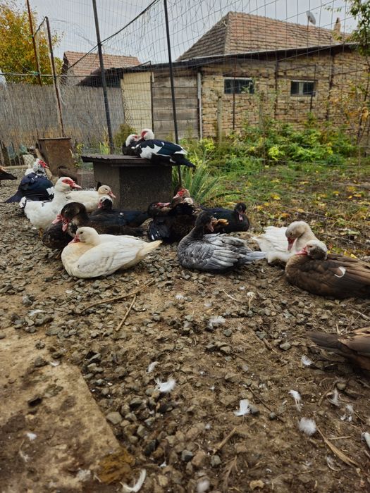 Vand sau schimb rațe mute