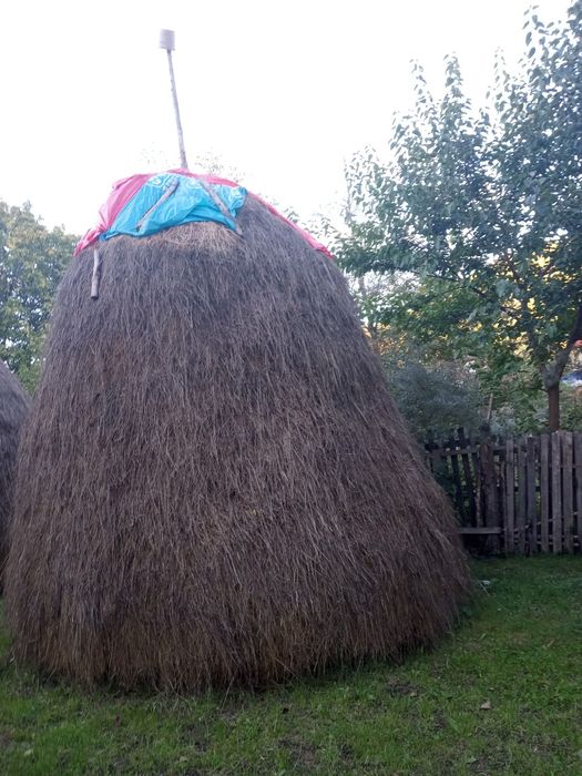 Vand vând trei cali cu fan