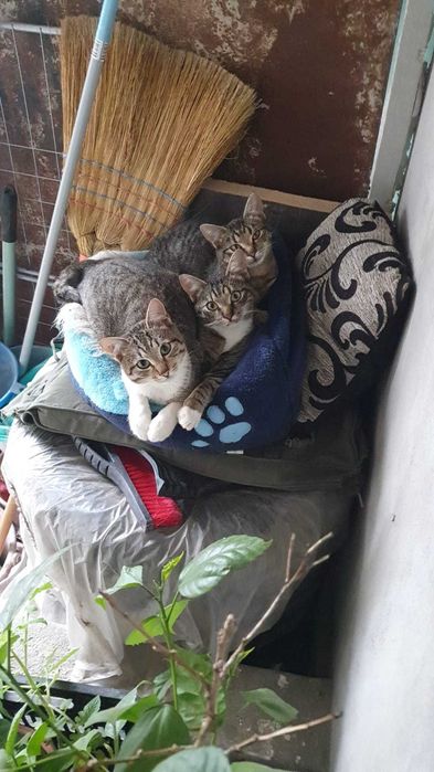 Pisicuțe 6 luni donez în Chiajna