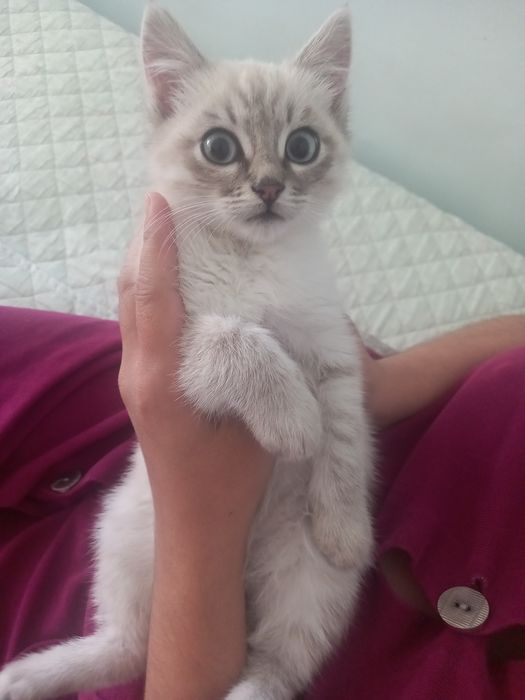 Отдам котёнка в хорошие руки