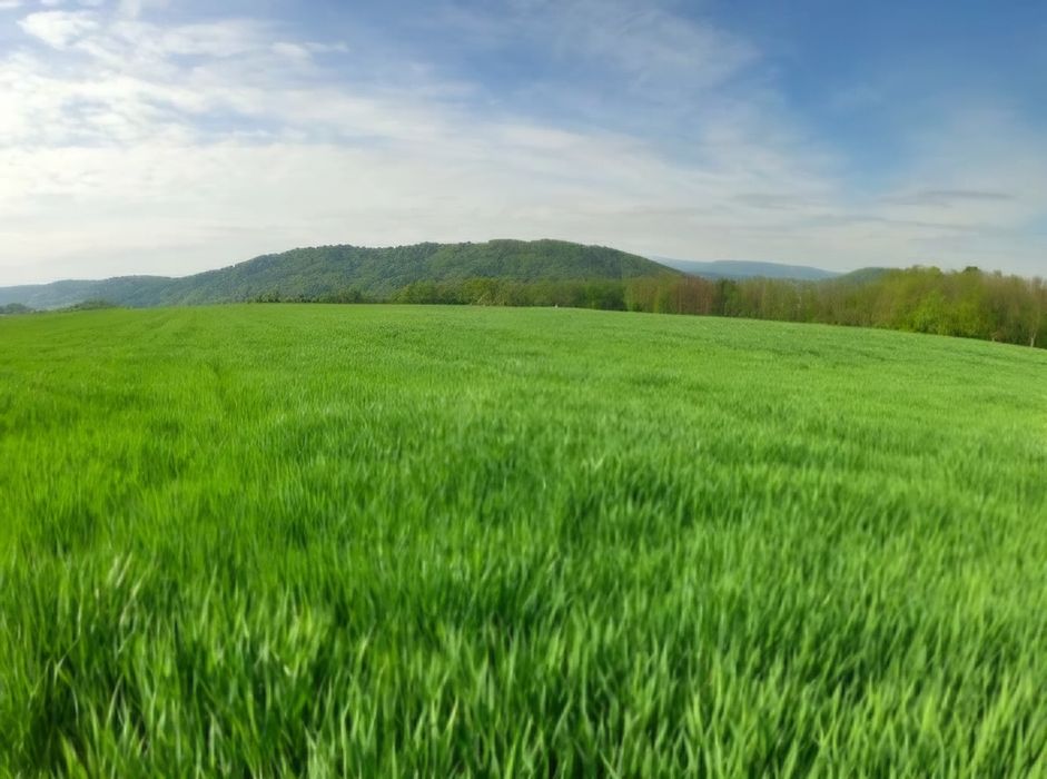 6,3 Ha Teren Extravilan Agricol Slava Rusă