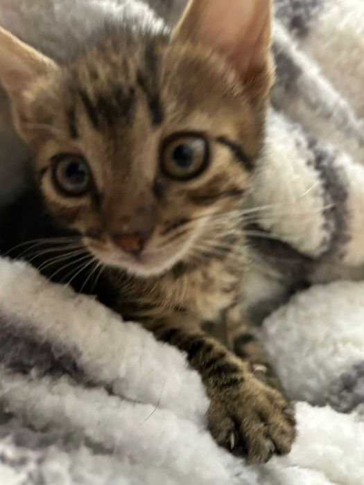 Donez 3pui de pisica