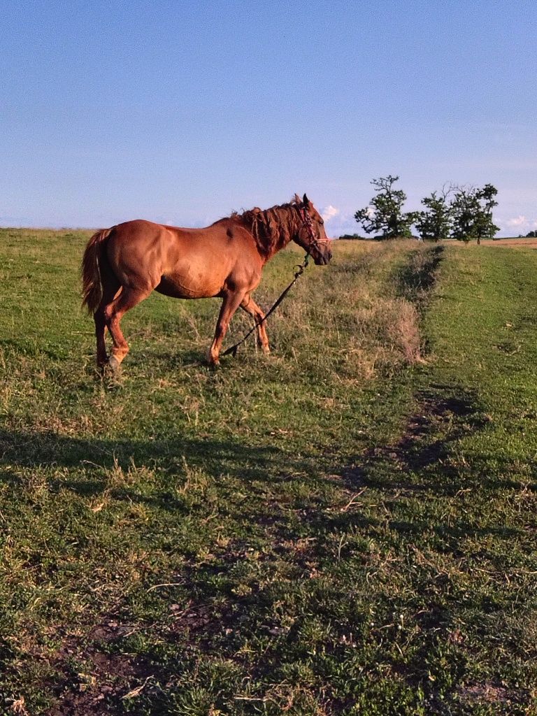 De vânzare mânză de un an și șapte luni și o iapă