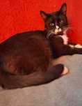 Adoptie pisica motan negru castrat Lukas
