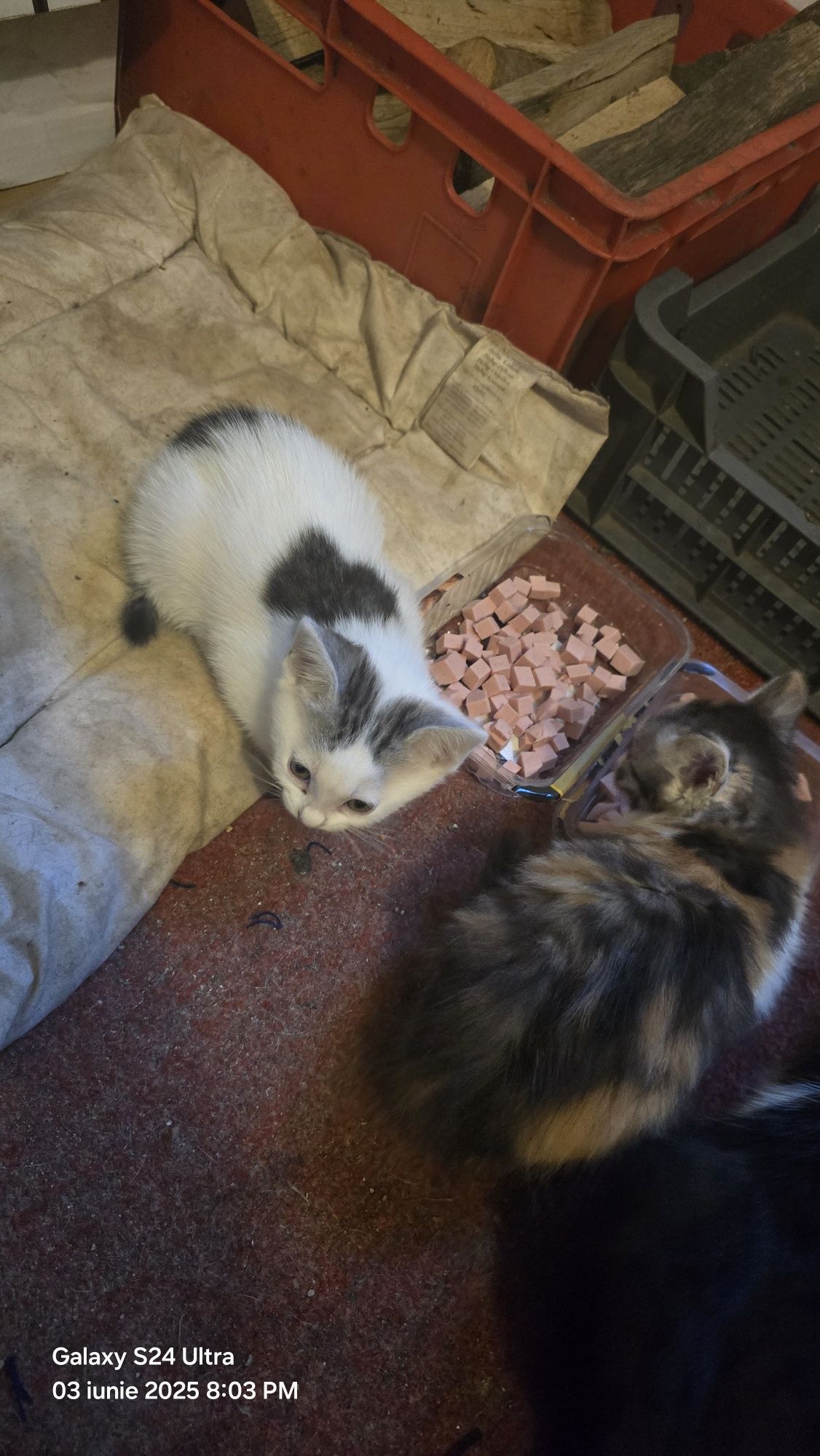 Dau spre adopție pisici
