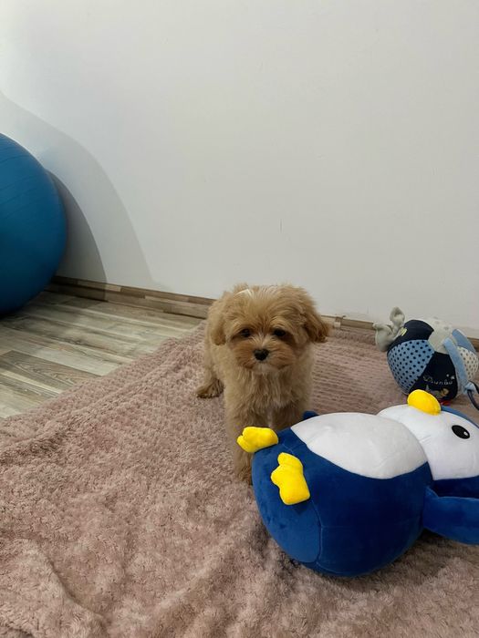 Maltipoo mini -Teddy