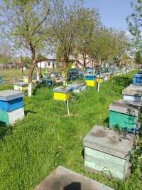 De vanzare familii de albine, 6- 9 rame de puiet, 350-500 lei.
Nuclee