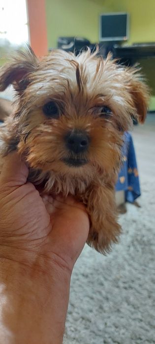 Yorkshire Terrier  mini, 3 luni
