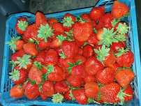 Vand stoloni capsuni ,remontante Albion, si unifere Darselect,