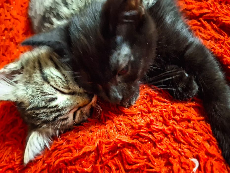 Котята  отдам бесплатно