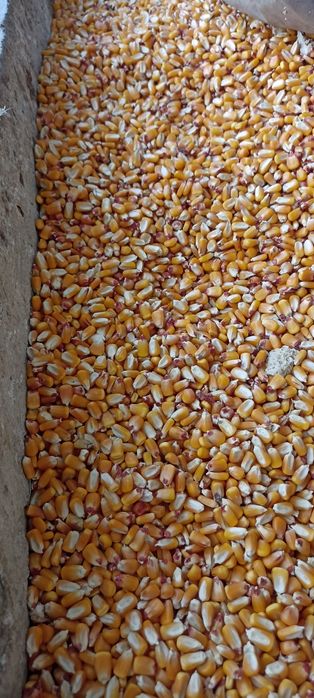 Makka joʻxori doni sifati alo