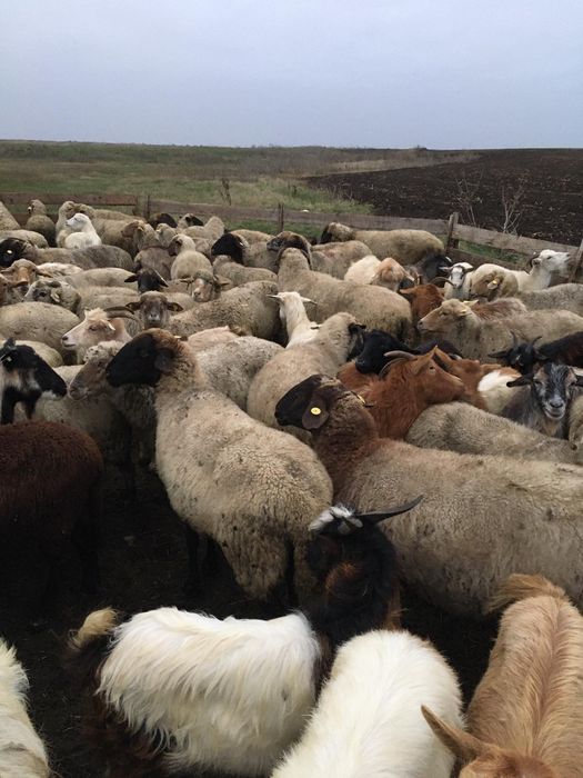 Vând oi 40 bucăți