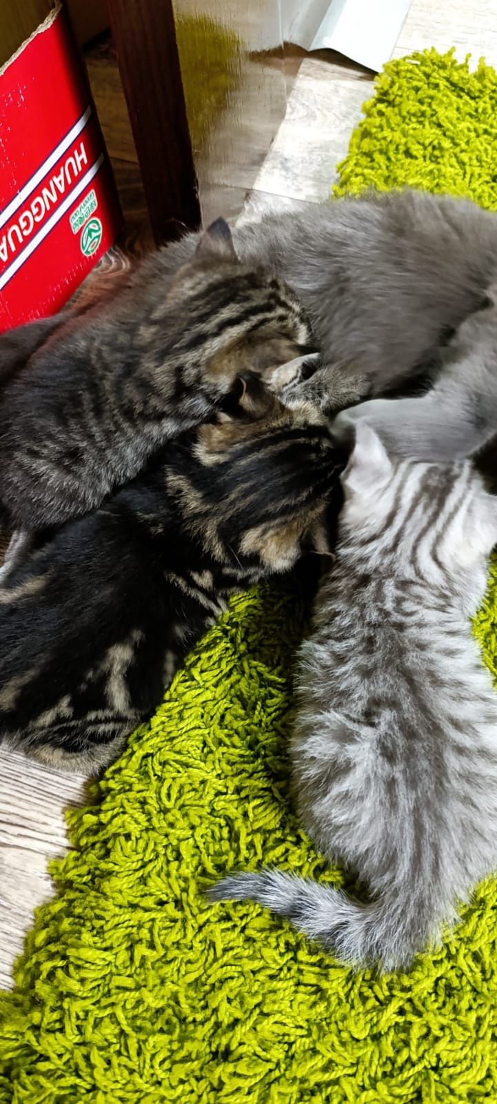 Готовы к продаже котята