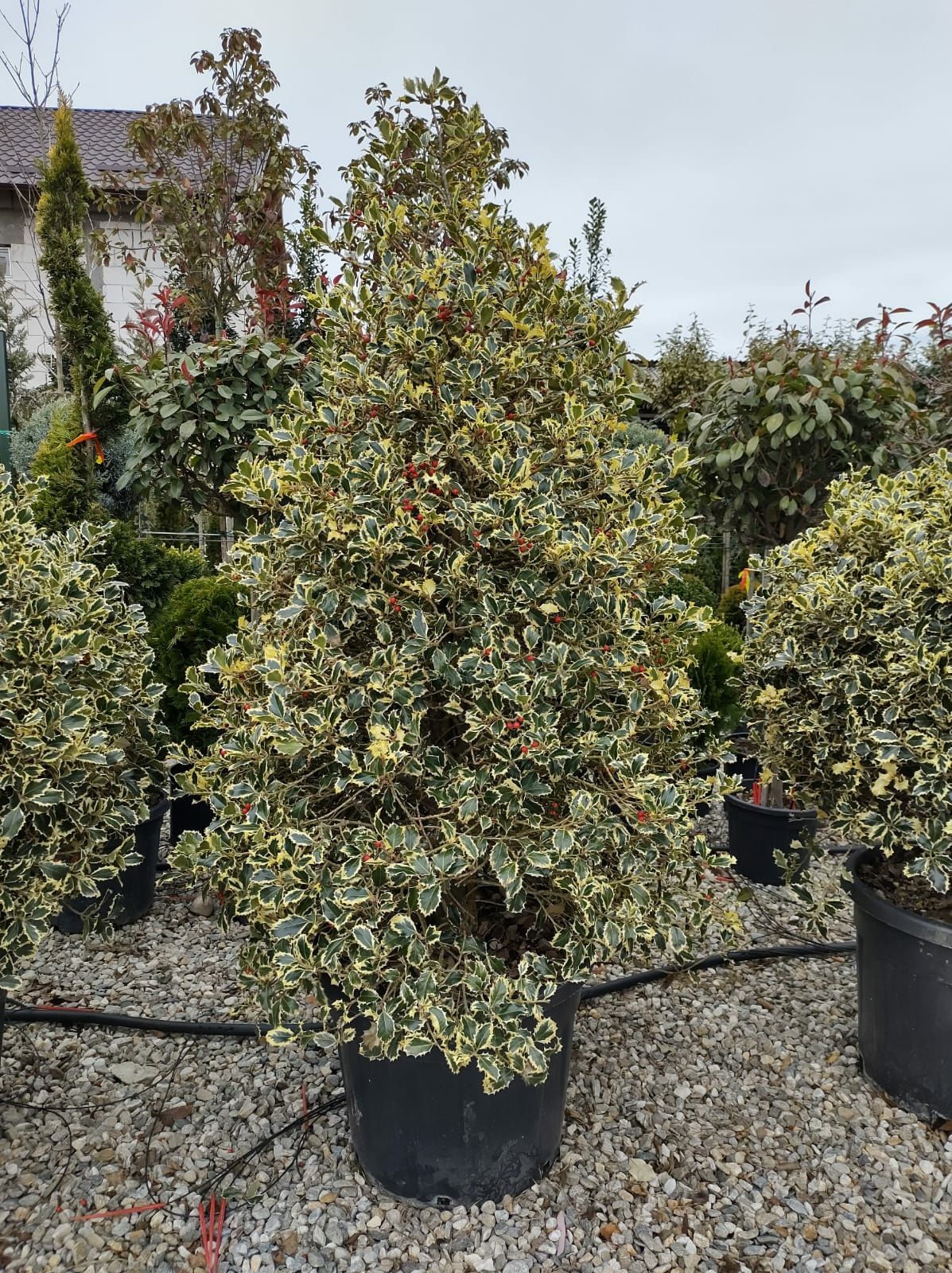 Leylandii chipaross tuia smarald brad magnolia