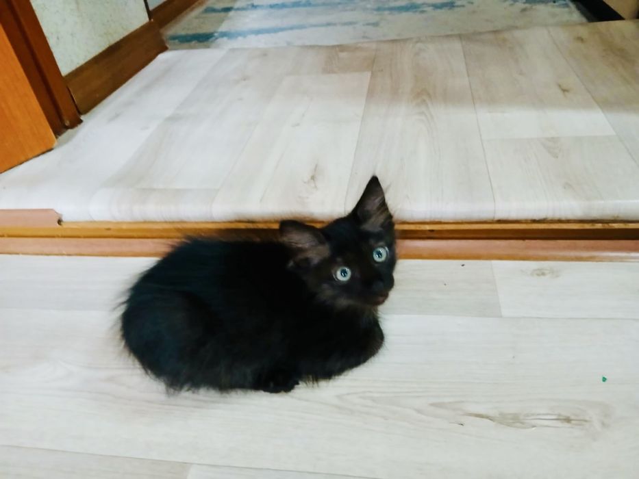 Отдам котенка девочка, 3 месяца. Стерилизация за наш счет.