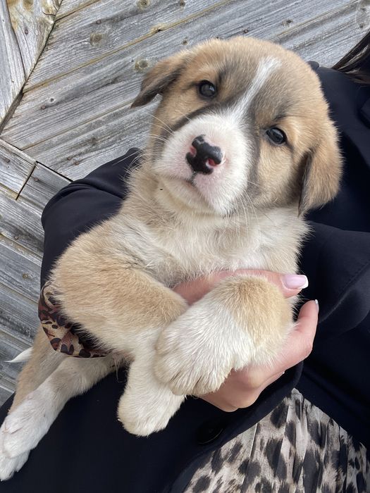 Se doneaza , catei talie mare