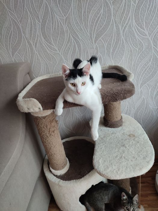 Котята только добрым, ответственным людям