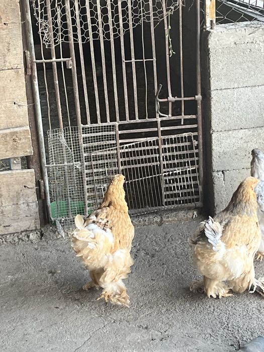 Vand gaini brahma de anul trecut