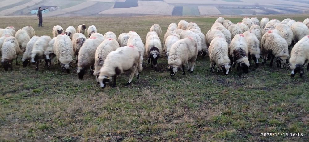 Vând 75 de mieluțe breze