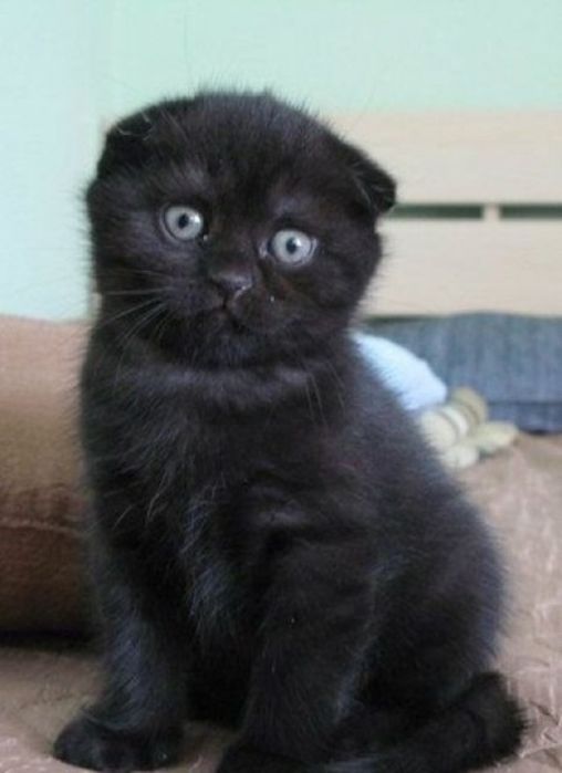 Шотландский вислоухий котенок