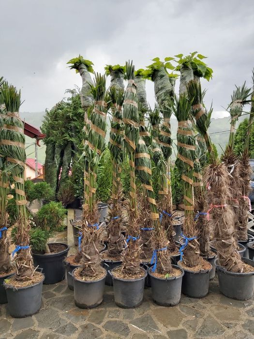 Vând Palmieri dar si alte plante ornamentale pt det sunați