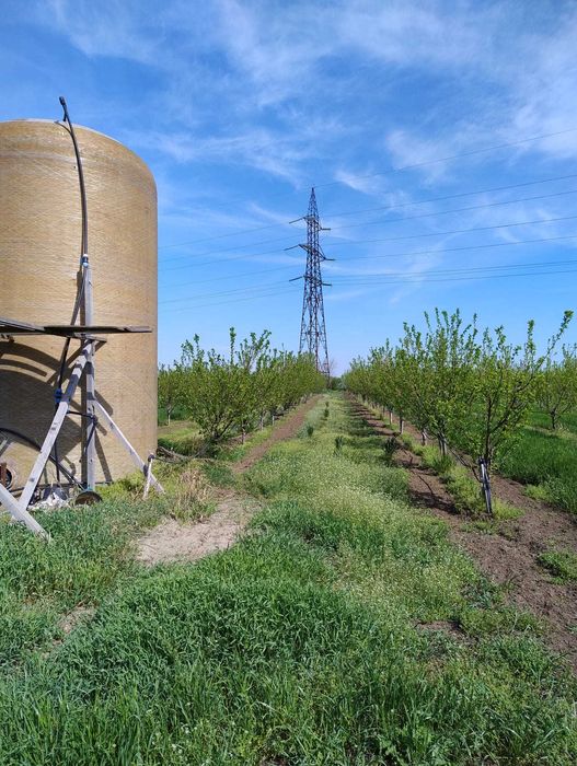 Vand 2 ha livada de pruni sistem intensiv