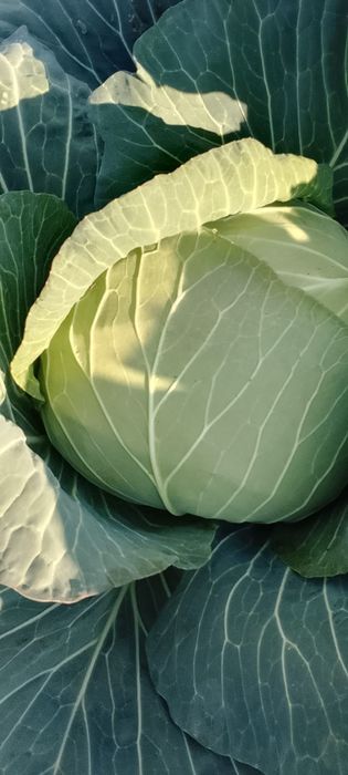 Varza de vânzare Mutima pentru murat 2-4 kg