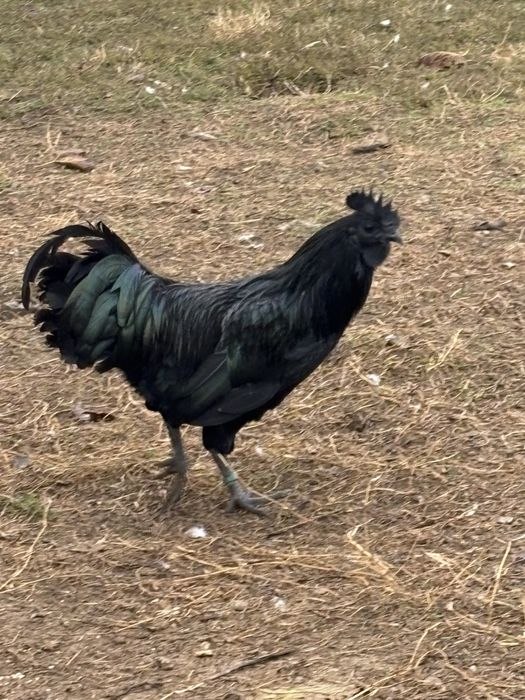Cocosi Ayam Cemani din 2025
