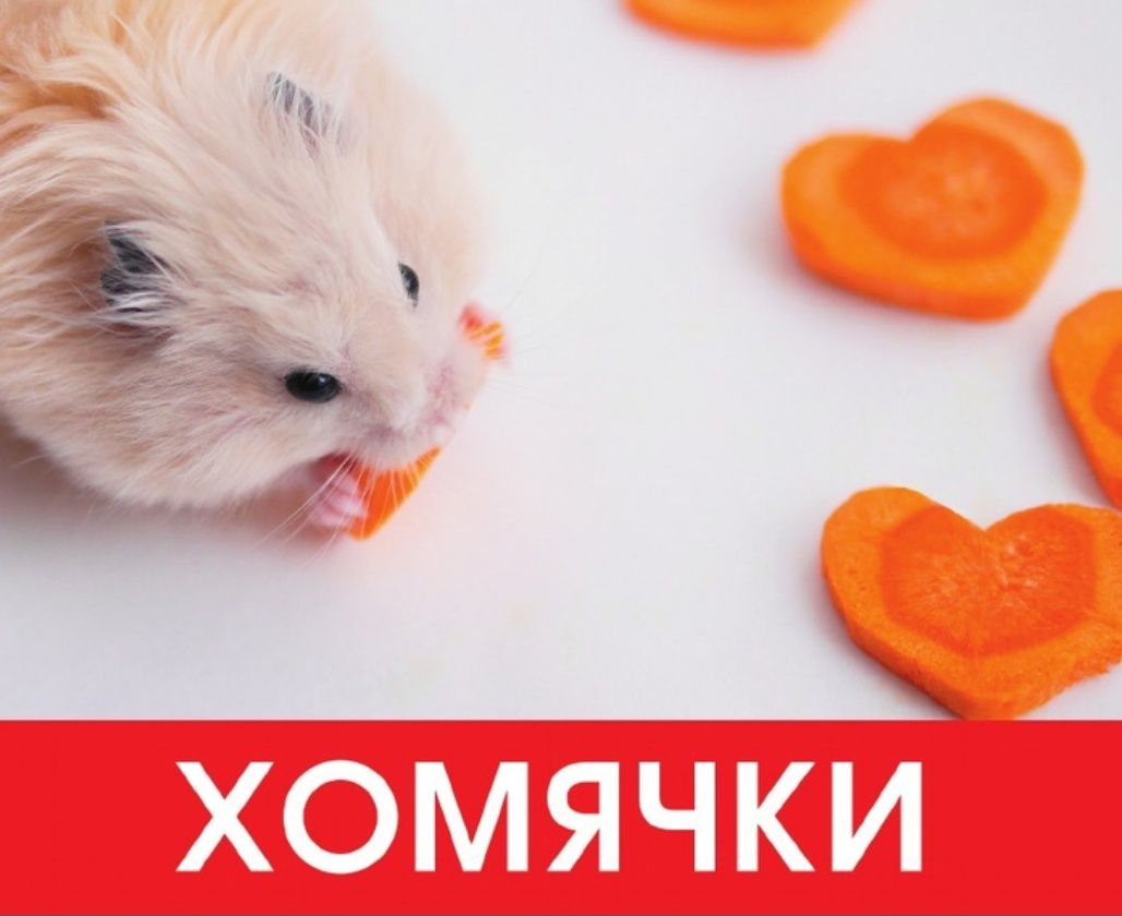 Хомяки   оптом     10.000