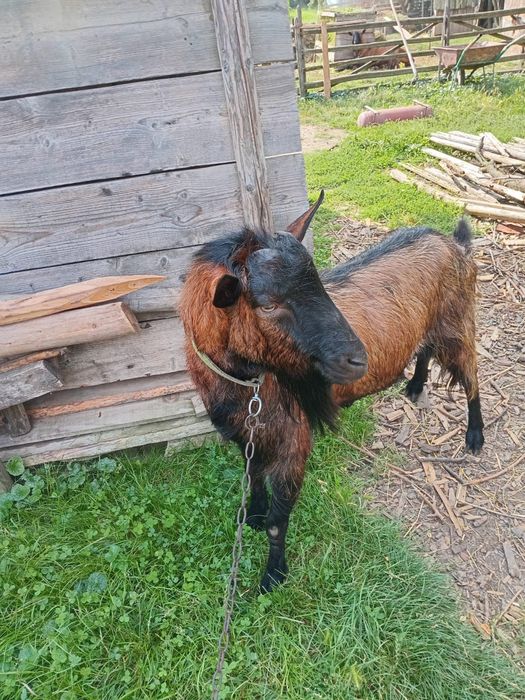 Vând țap alpin francez
