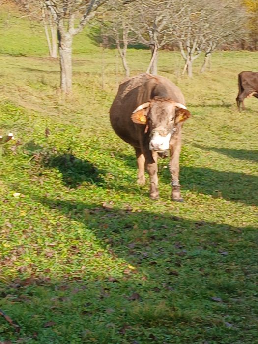 Vaca gestanta de vânzare