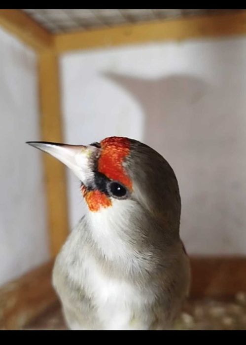 Щеглы сероголовые самцы.