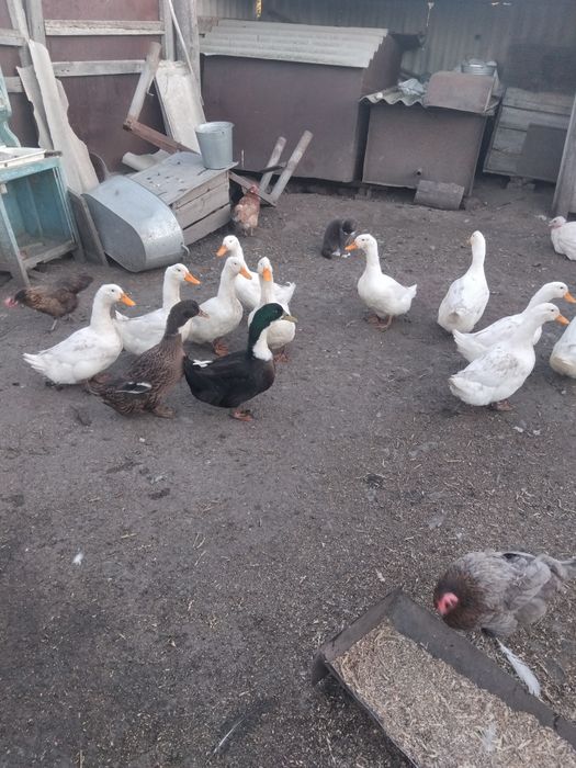 Продам уток индоуток гусей живьём