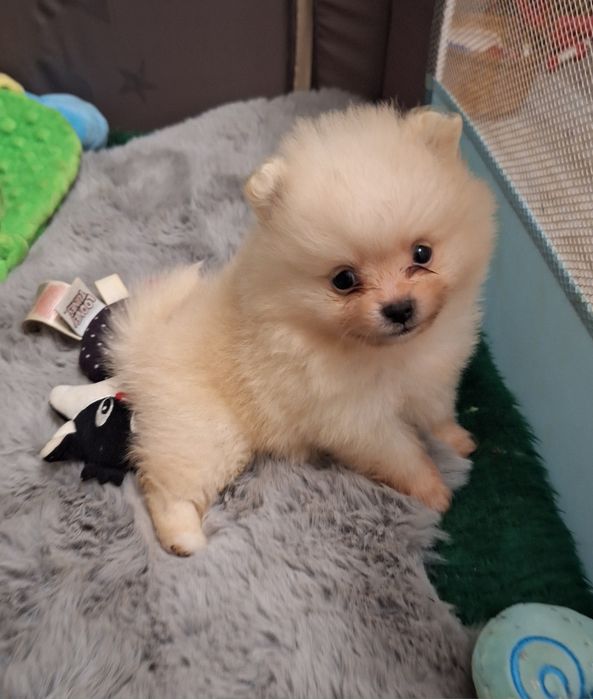 Померан мини померан