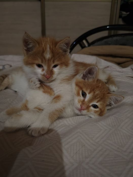 отдам котёнка рыжего мальчика