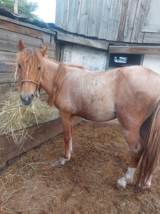 Продам айгыр 5 лет