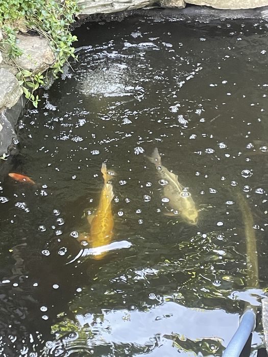 Crapi Koi si Koi butterfly