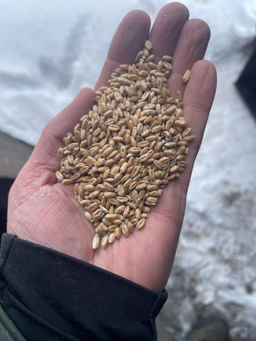 Пшеница.Лён.Ячмень.Сафлор.Рапс.Итд