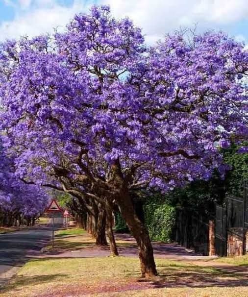 Jacaranda mimosifolia