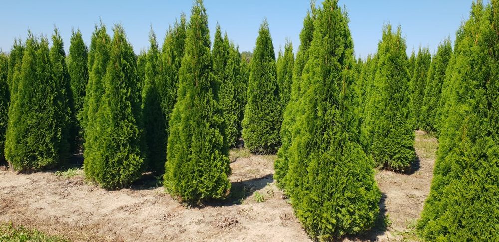 Poze reale 100% tuia (thuja)