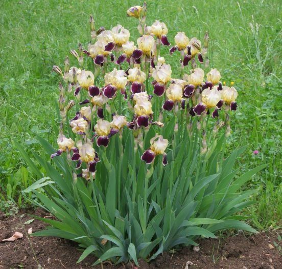 Продавам коренища на цветя Ирис – редки сортове
Цветове: бели, жълти,