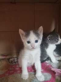 Белые котята и маму котят