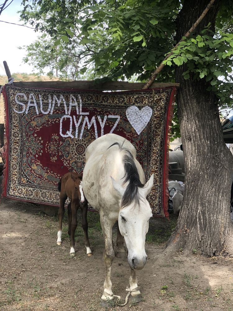 Саумал Парное кобыле молоко Самые низкие цены в г Алматы