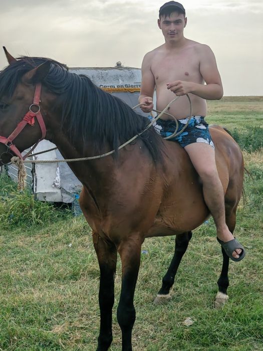 De vanzare cal de lucru pt casa